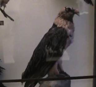 Naturhistorisches Museum