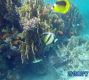 Tauchausflug Marsa Assalaia