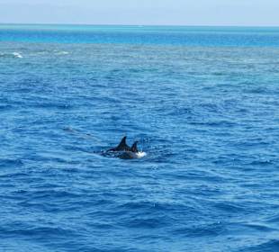 Dolphin Ausflug