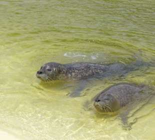 Seehundstation Friedrichskoog