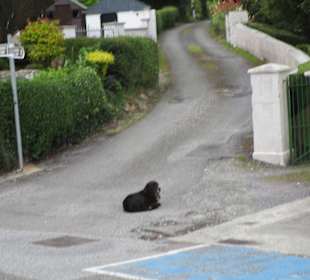 Sneem