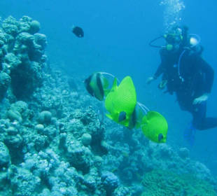 Diving Makadi Bay