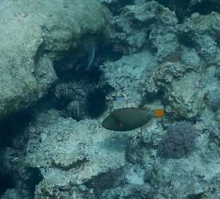 Schnorcheln Mnemba Island Ras Nungwi