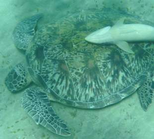 Schildkröte beim Seegras fressen