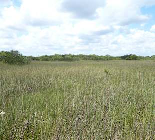 Sägegrasprärie der Everglades