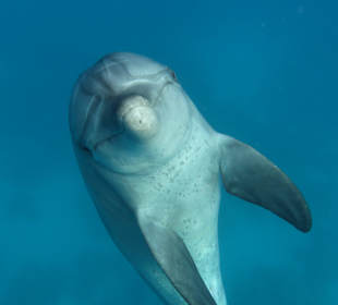 Delfin