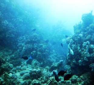 Tauchen am Hausriff