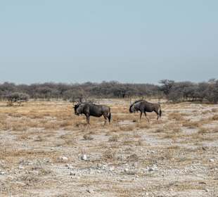 Gnus