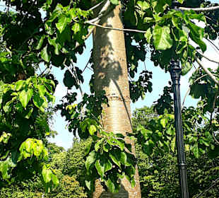 Botanischer Garten
