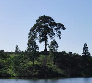 Baum am gegenüberliegende Ufer