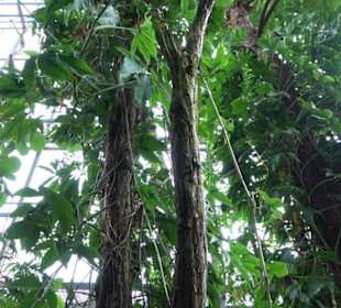 Tropicarium