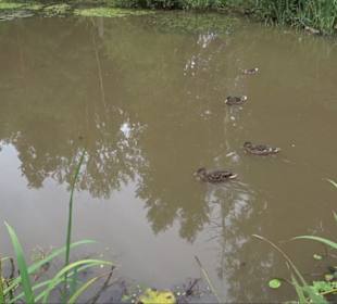 Waldsee Grottenloch Rübgarten