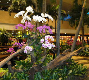 Changi airport