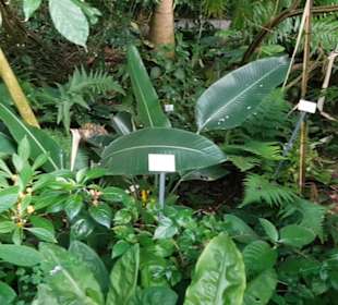 Botanischer Garten