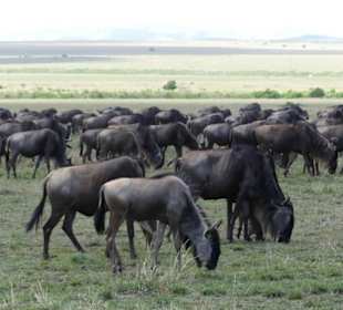 Safari in der Masai Mara