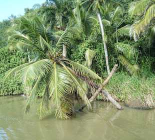 Vegetation am Chavon Fluss