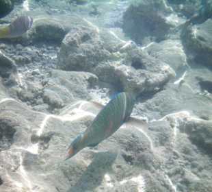 Unterwasser am Hotel Makadi Palace