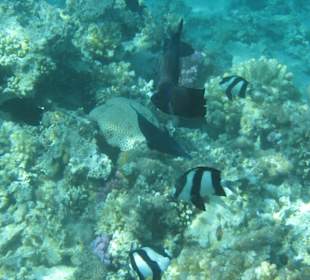 Hotel Al Nabila Grand Makadi