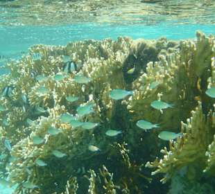 Schwarm Rotmeer Füsilier