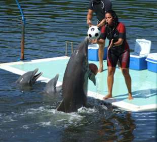 Delfinshow im Delfinarium Varadero