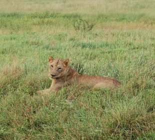 Safari Tsavo East 