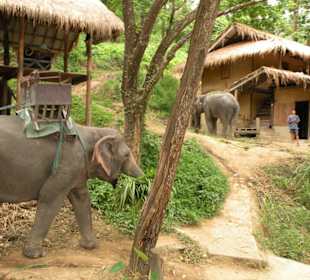 Maesa Elephant Camp