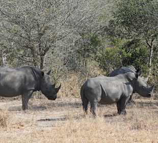 Krüger Nationalpark