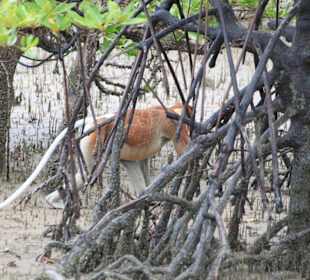 Nasenaffe in Mangroven