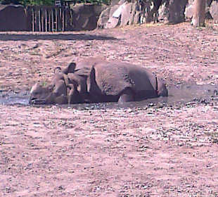 Warszawskie ZOO latem.