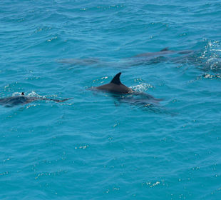 Delfinausflug