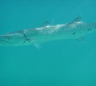 Baracuda