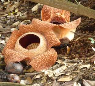 Blühende Raflesia