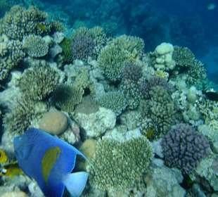 Riffe/Korallen