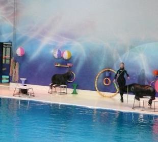 Dolphinarium