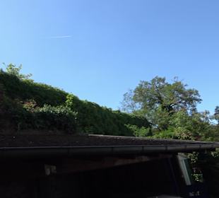 Ruine der Walpurgiskirche