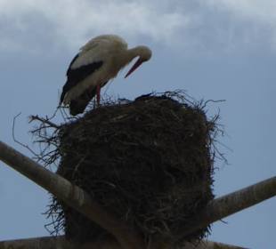 Brutplatz für Störche auf den Lampen