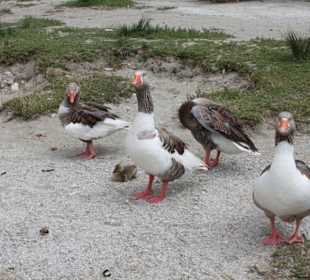 Озеро Курнас 