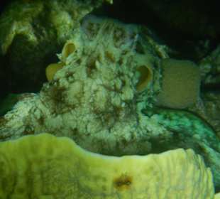 Oktapuss geshen beim Nachtschnorcheln am Nordriff