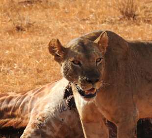 Tsavo-East-Nationalpark