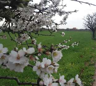 Mandelblüte im Februar
