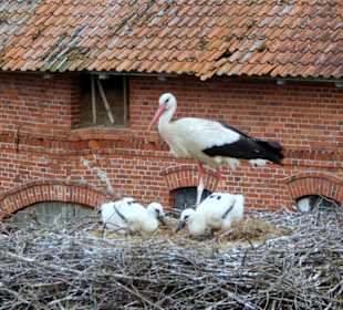 Storchendorf Zywkowo