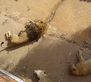 Der Löwe von Lissabon