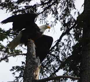 Wandern 100 Mile House