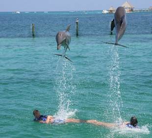 Sprung der Delfine