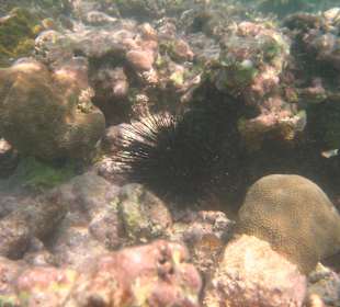 Seeigel