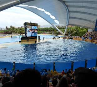Orca Ocean Show