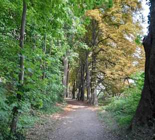 Baumallee Kirchensee