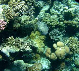 Schwarzfleckenkugelfisch in der Coraya Bucht