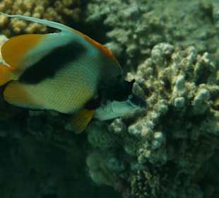 Rafa przy pomoście "Stella"