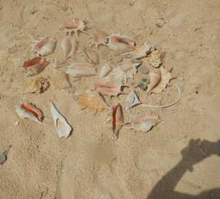 Muscheln und 2 Knochenteile von einem Delfin